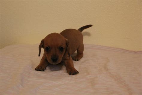 dachshund puppies for sale in colorado springs|puppies for sale colorado springs.